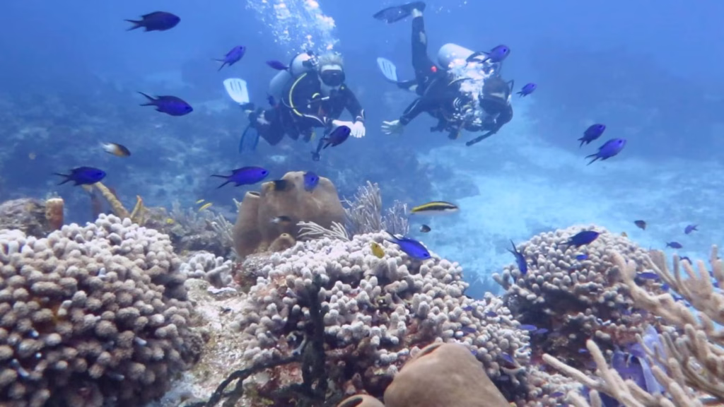 Arrecife coralino con peces tropicales en Cozumel