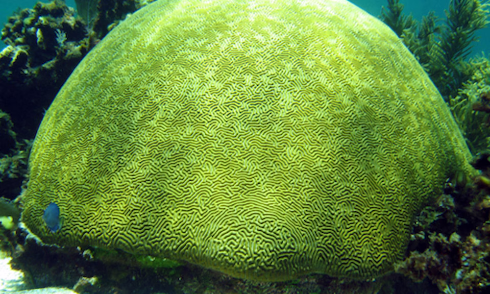 Coral cerebro en el arrecife de Puerto Morelos, ecosistema marino del Caribe Mexicano.