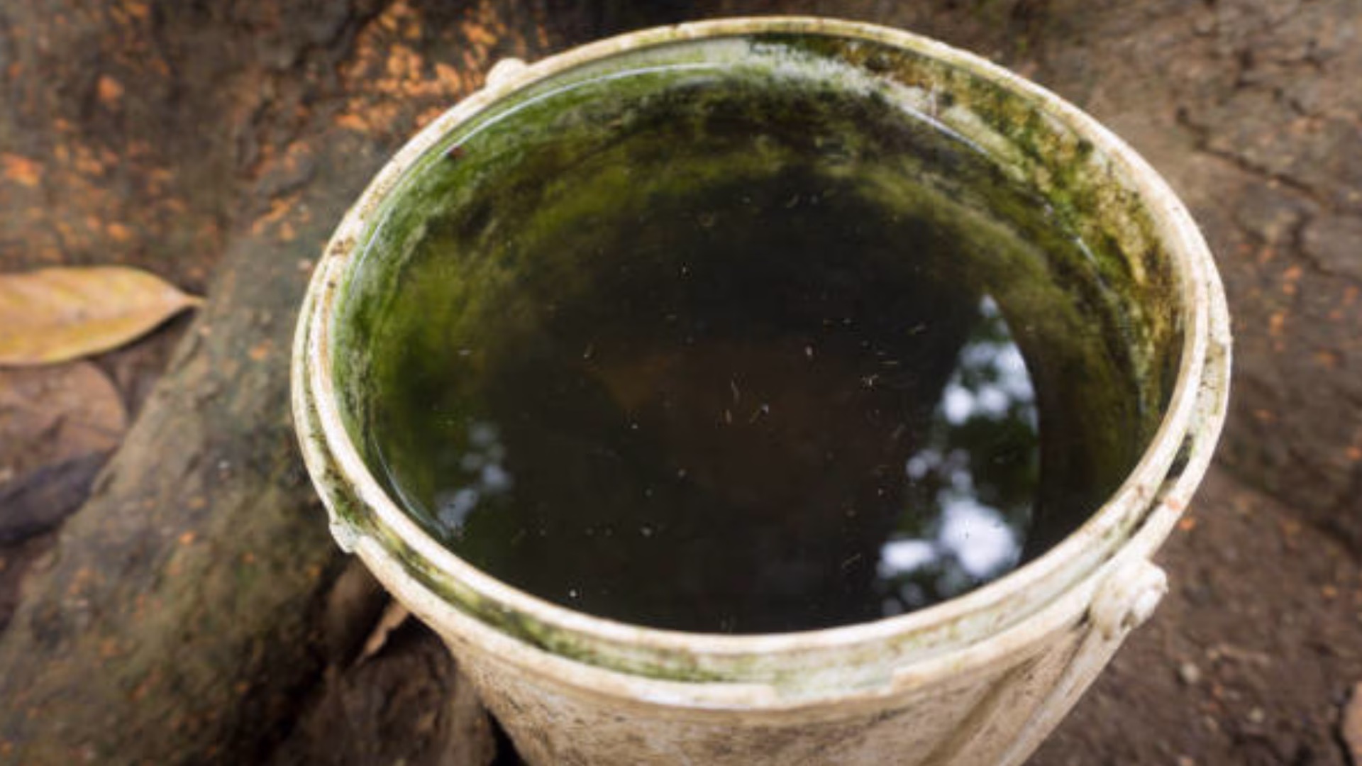 Es importante vaciar de manera constante recipientes que podrían convertirse en criaderos de mosquitos.