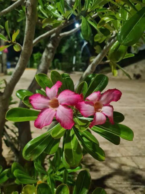Flor entre la vegetación de Quintana Roo