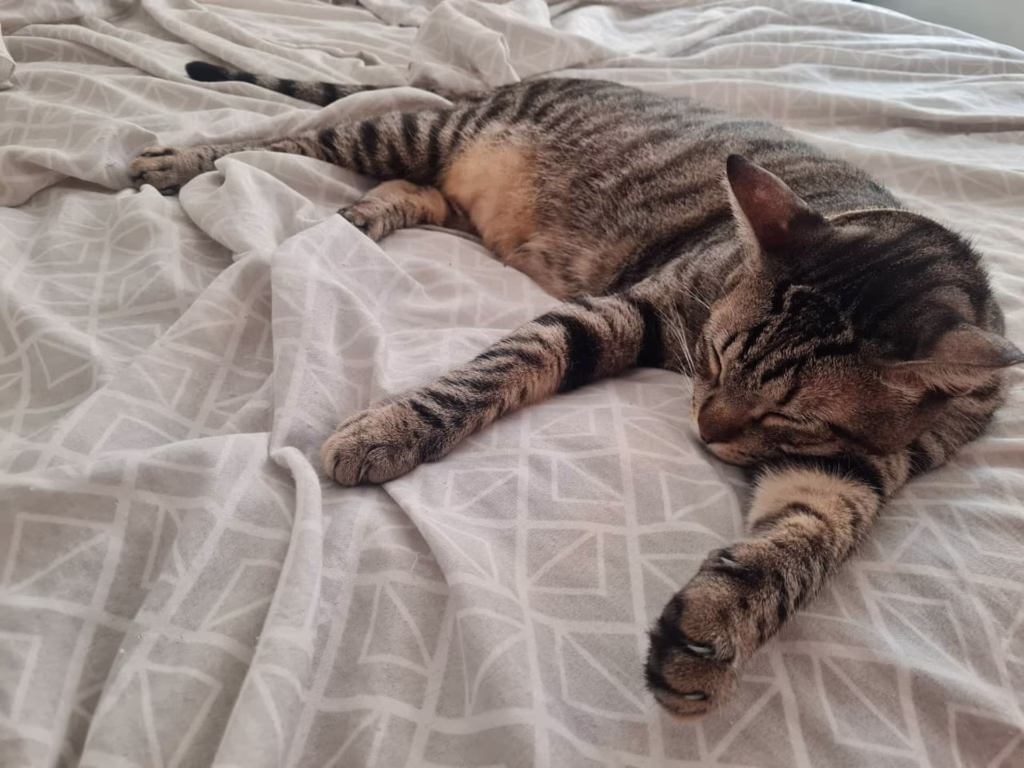 Gato doméstico descansa en una superficie fresca durante la temporada de calor