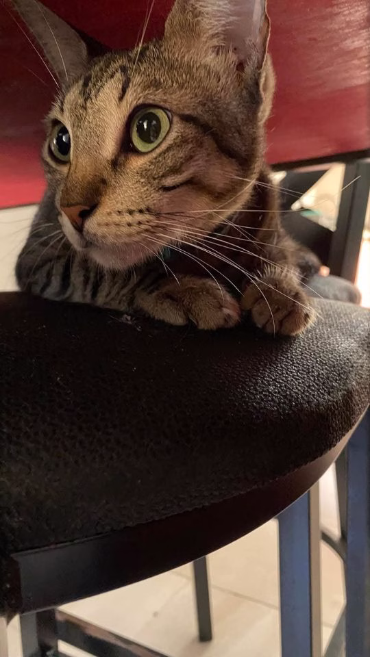 Gato doméstico busca sombra para protegerse del calor en Quintana Roo
