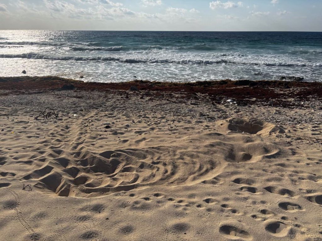 Huellas de una tortuga marina sobre la arena en Quintana Roo.