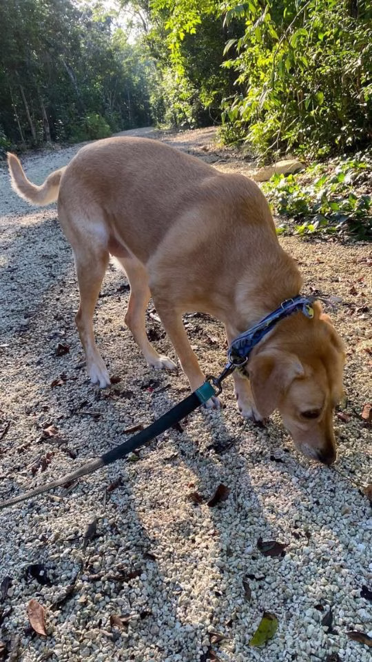 Perro realiza caminata matutina para evitar el calor extremo