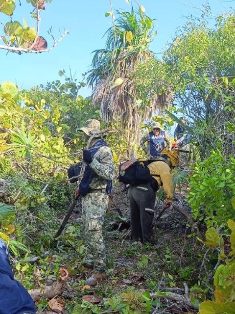 Zona de manglar en Holbox con vegetación
