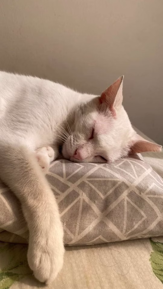 Gato blanco descansa en un espacio fresco durante una jornada calurosa