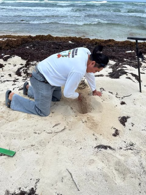 Especialista monitorea un nido de tortuga marina en una playa de Quintana Roo.