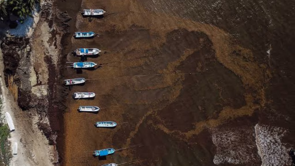 Monitoreo satelital del sargazo muestra la acumulación de macroalga en la costa de Quintana Roo durante la temporada 2026.