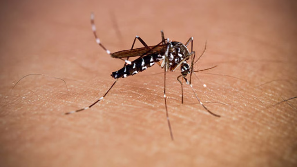 Mosquito Aedes aegypti, vector del dengue y chikungunya, bajo vigilancia por alertas epidemiológicas en Quintana Roo.