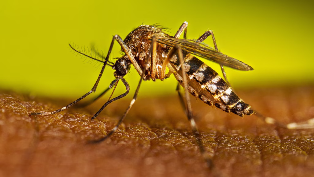Mosquito Aedes aegypti, principal transmisor del dengue, zika y chikungunya en Quintana Roo.