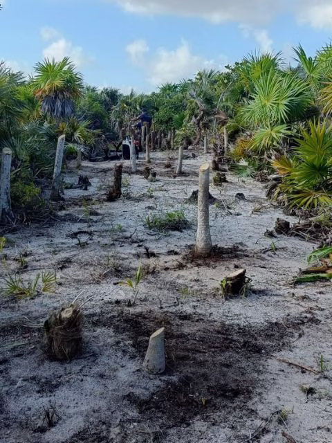 Ordenamiento urbano en Holbox