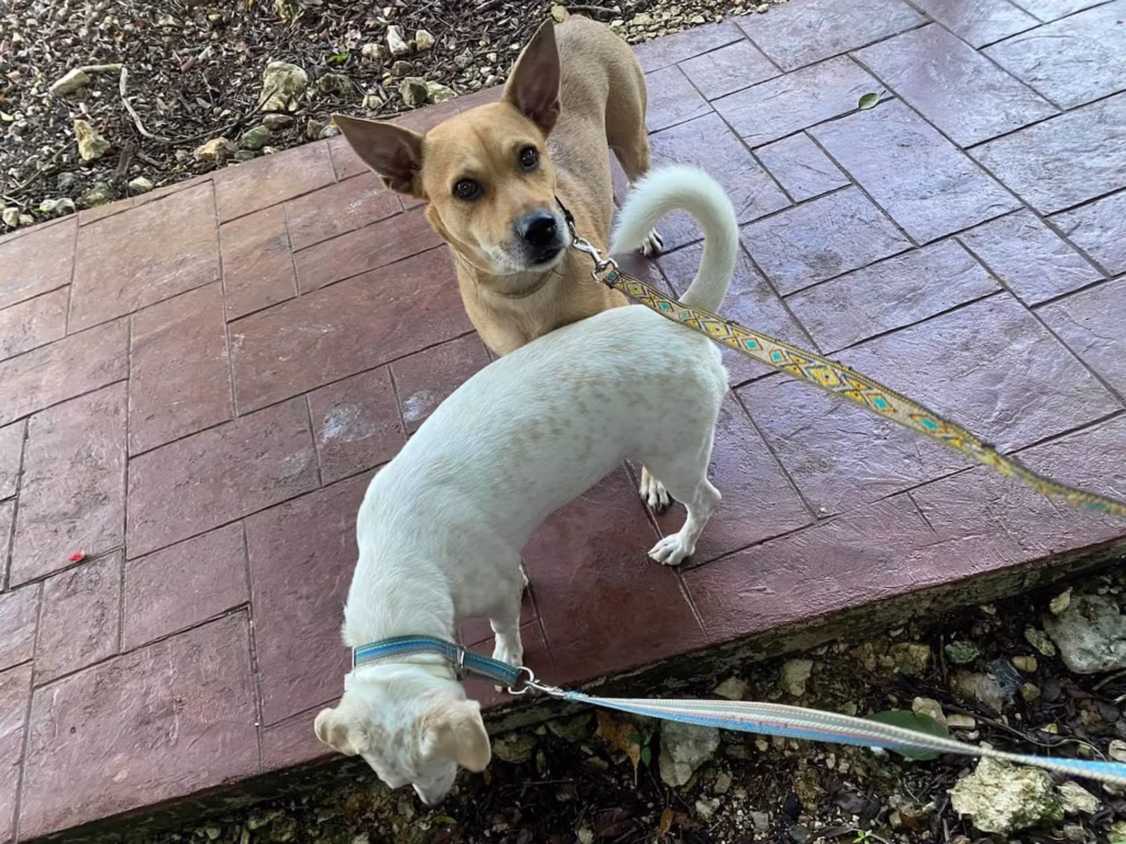 Perros realizan paseo en horario seguro para evitar altas temperaturas