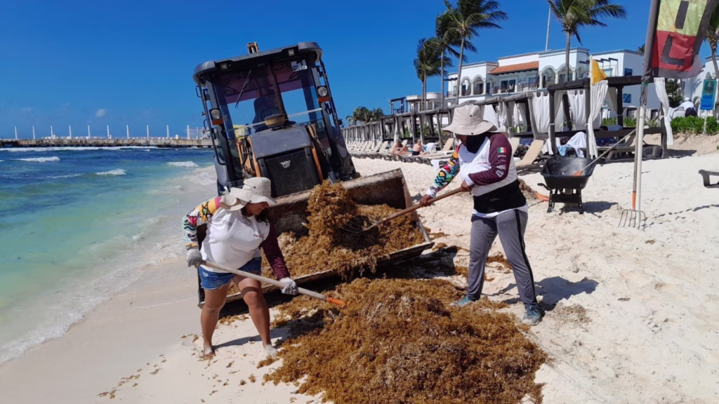 Monitoreo satelital del sargazo permite anticipar el recale que afecta playas turísticas de Quintana Roo.