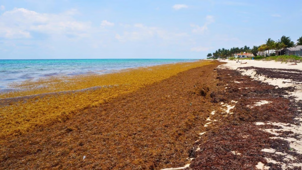 Acumulación de sargazo en playas de Quintana Roo durante la temporada 2026