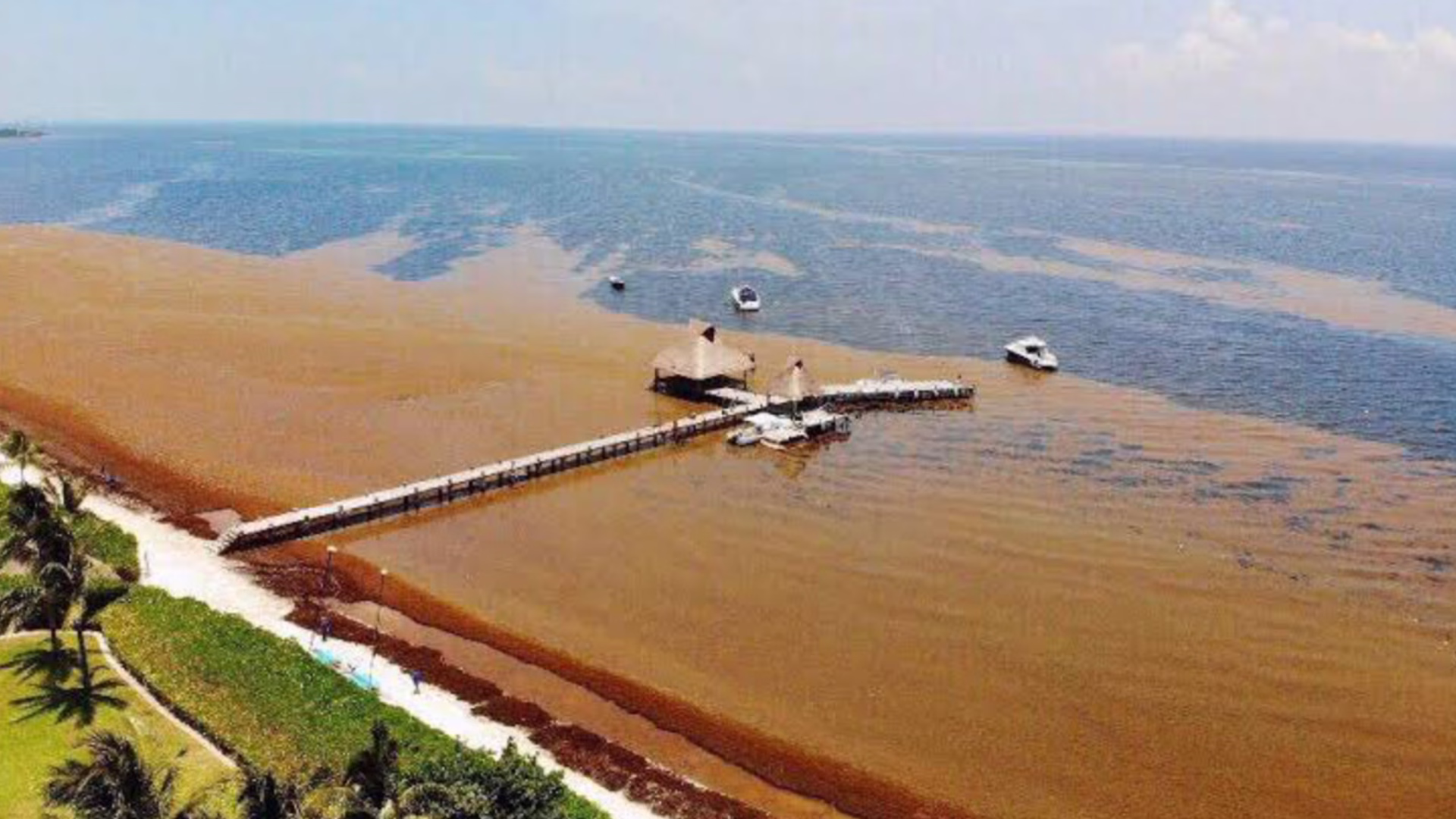 Monitoreo satelital del sargazo permite anticipar el recale de macroalga en playas de Quintana Roo.