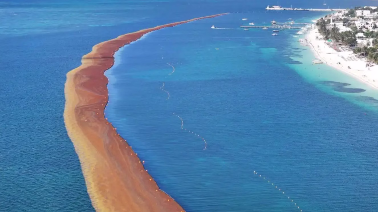 Vista aérea de una franja costera afectada por la presencia de sargazo en el Caribe mexicano.