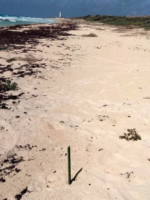 Señalización de un nido de tortuga marina protegido en una playa de Quintana Roo.