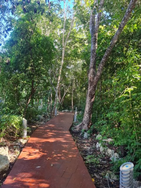 Sendero rodeado de selva en Quintana Roo
