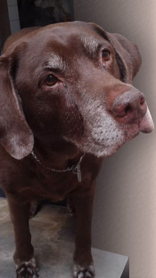 Perro doméstico durante una jornada de altas temperaturas en Quintana Roo