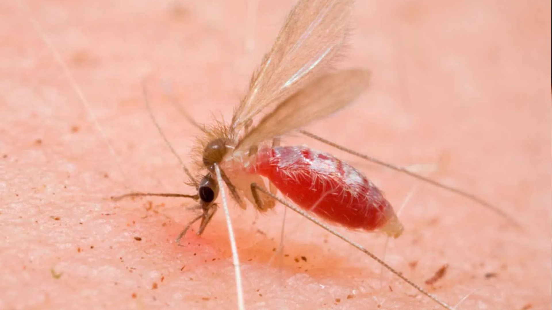 Mosca chiclera, insecto transmisor de la leishmaniasis cutánea que aumentó sus casos en Quintana Roo durante 2026.