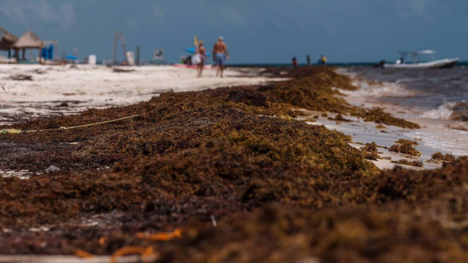 Acumulación de sargazo extendida sobre la costa de Playa del Carmen.