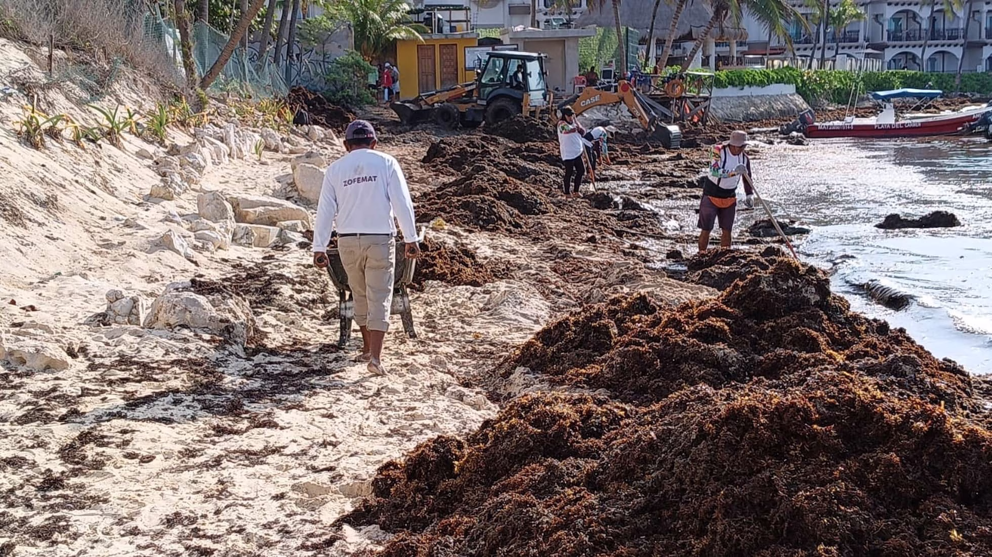 Acumulación de sargazo en Playa del Carmen antes de las labores de recolección que diariamente realizan brigadas y personal operativo durante la temporada de mayor recale.