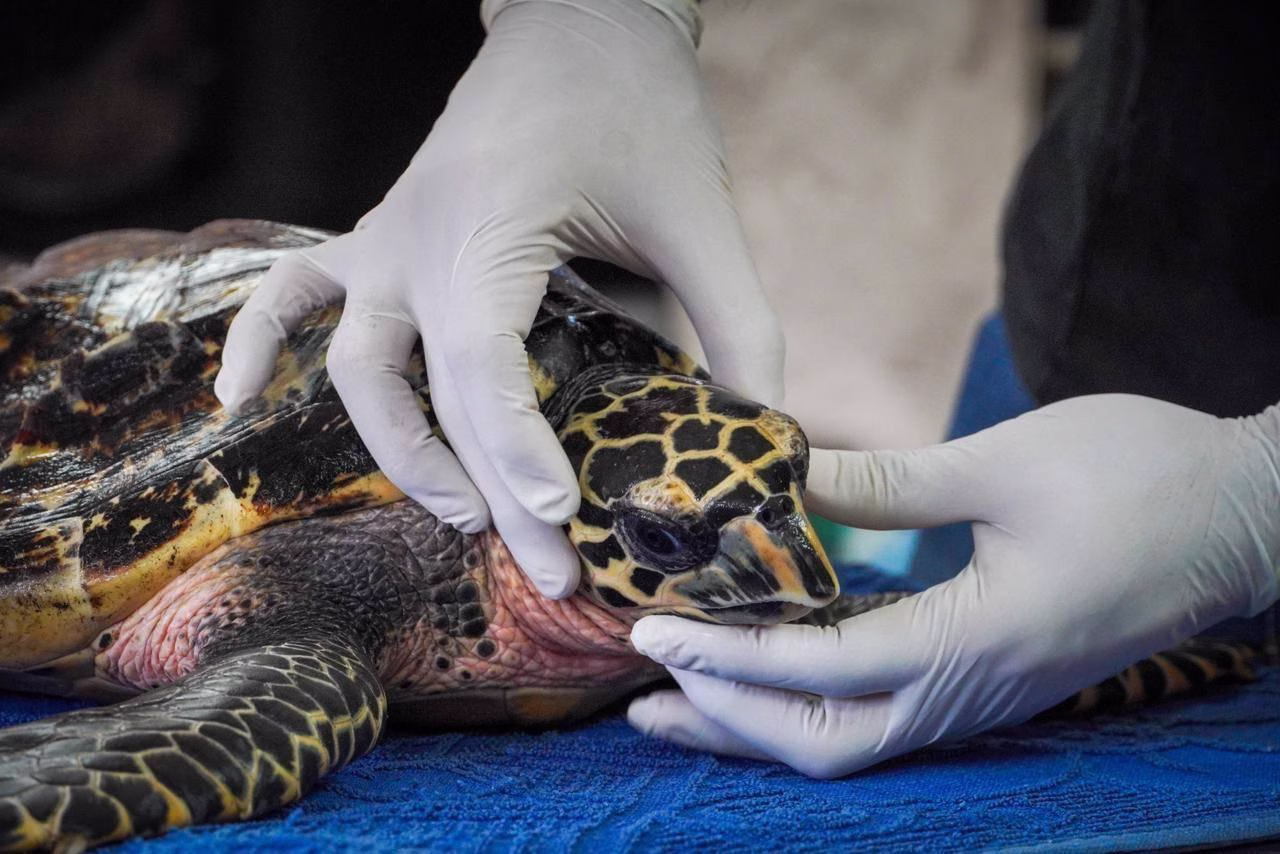Revisión veterinaria de una tortuga marina