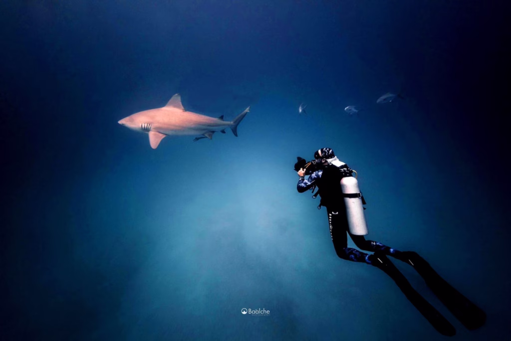 Buzo observa a distancia un tiburón durante un encuentro bajo el agua en el Caribe mexicano