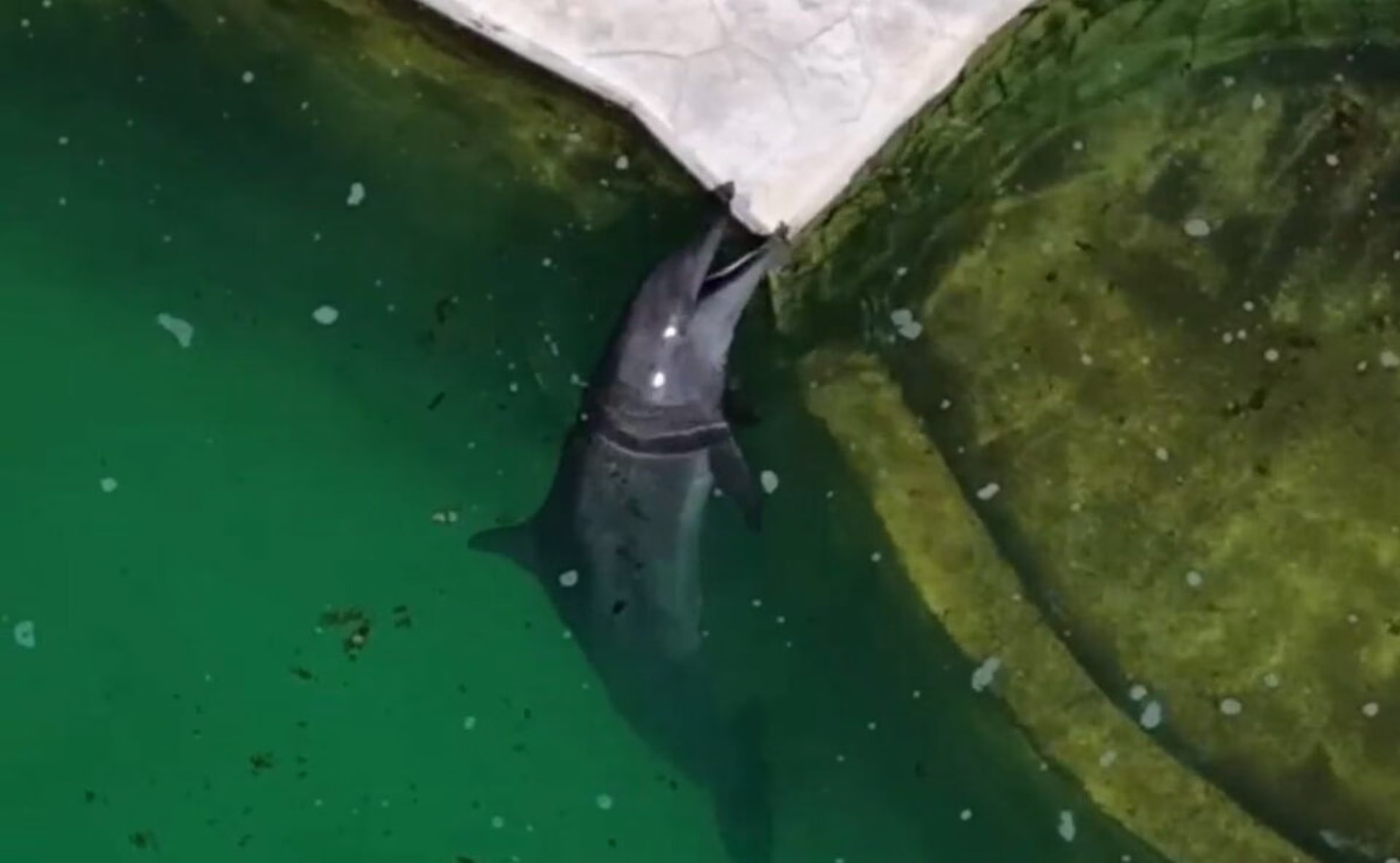 Vista aérea del delfinario de la Riviera Maya relacionado con el caso Mincho, que reabrió el debate sobre los delfines en cautiverio en Quintana Roo.