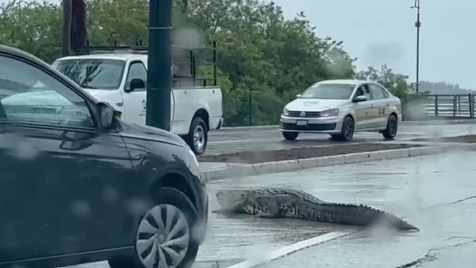 Cocodrilo captado mientras cruza una vialidad en Tamaulipas.