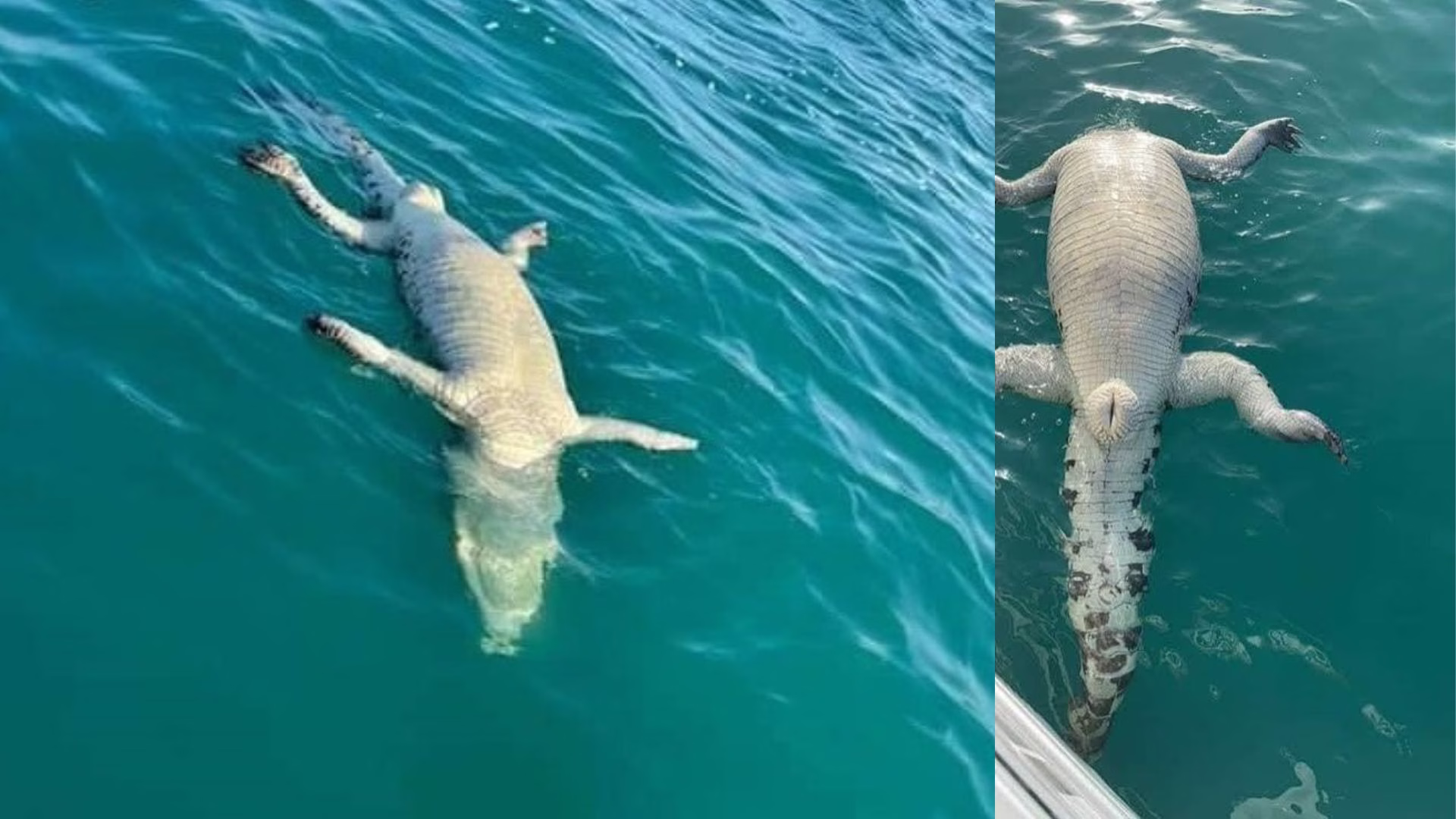 Cocodrilo encontrado muerto en la Laguna de Bacalar en agosto de 2021.