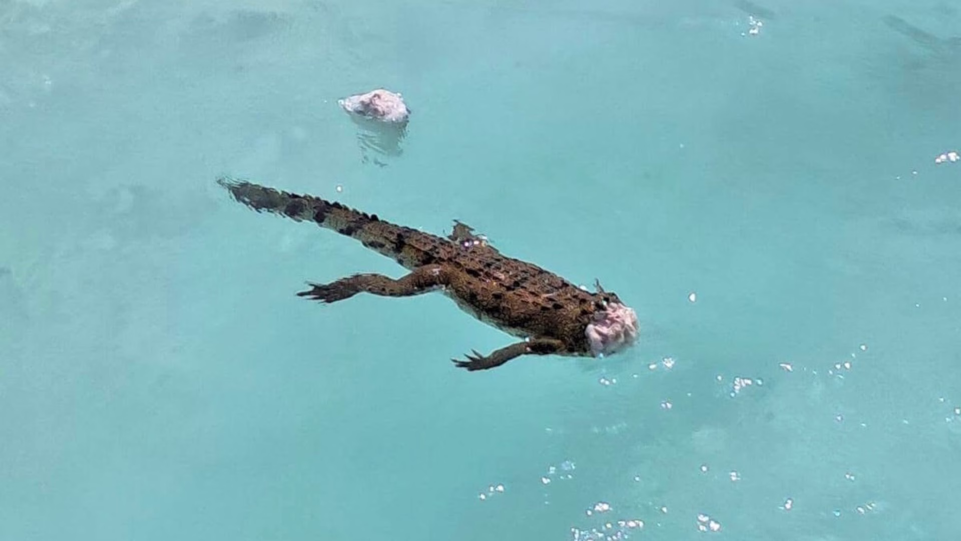 Cocodrilo sin cabeza reportado en aguas de Bacalar en julio de 2026.