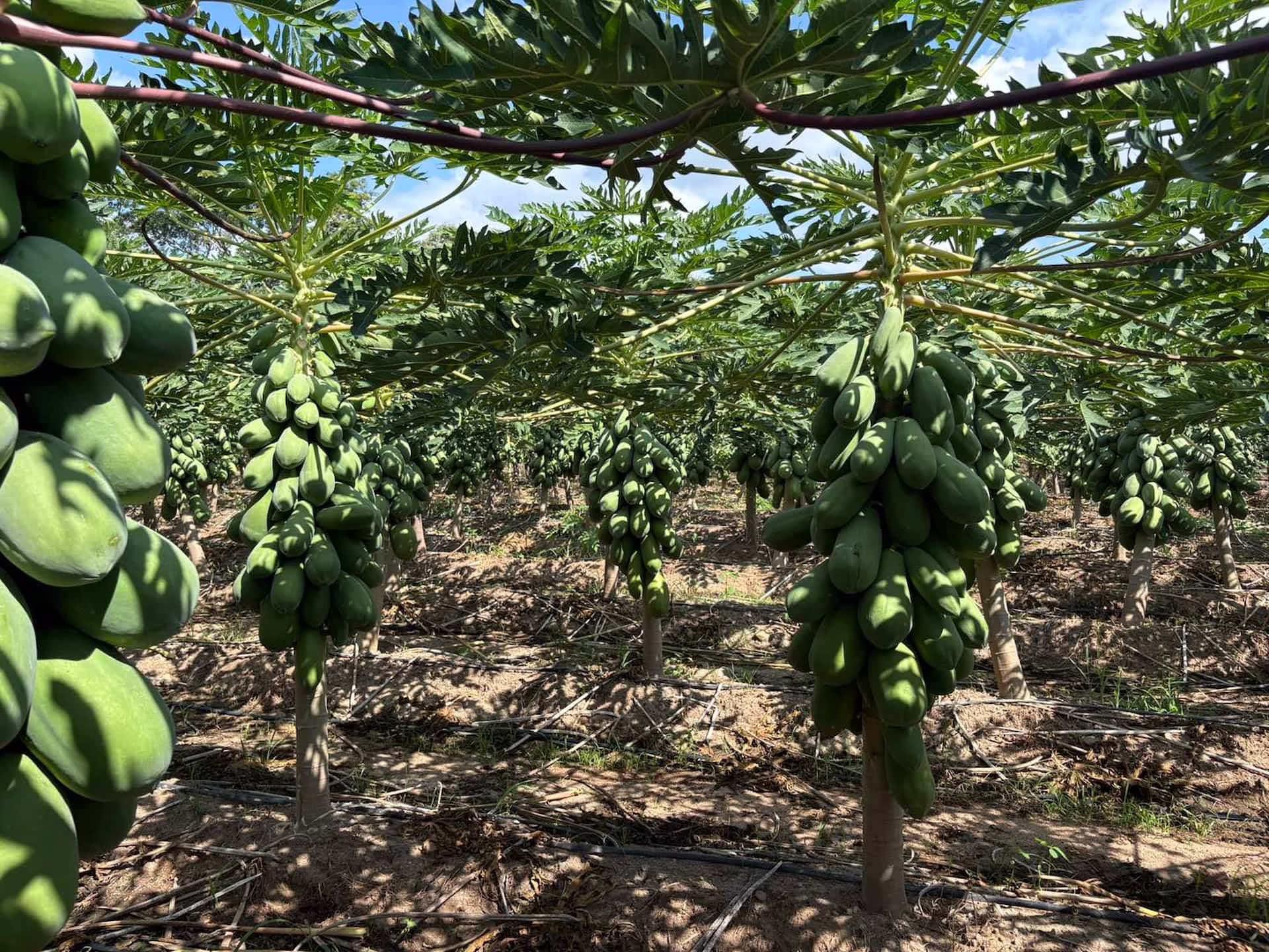 Papayas crecen en una plantación como parte de la producción de frutas del campo.