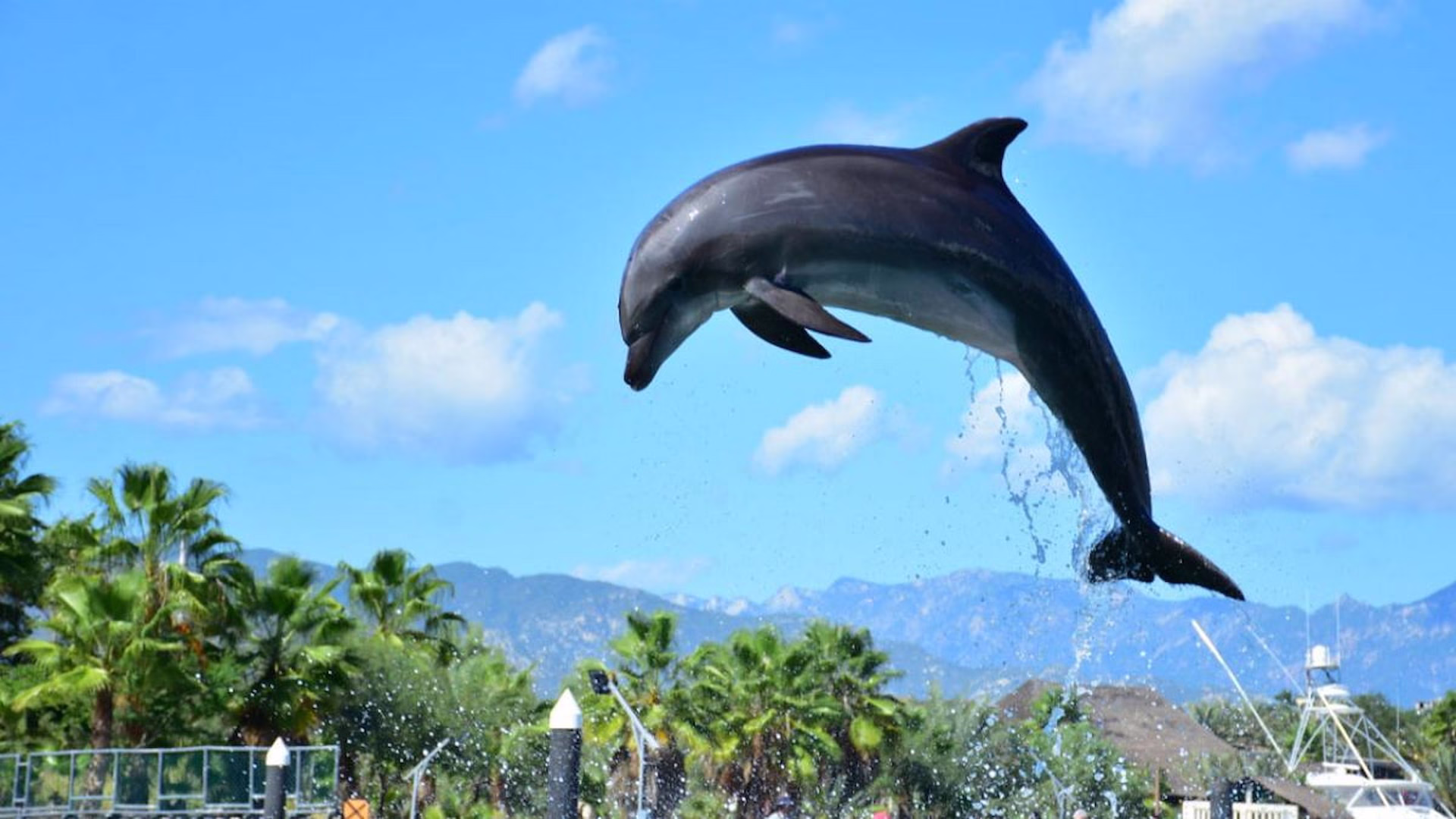 Delfín realiza un salto durante una exhibición en un centro con delfines en cautiverio en Quintana Roo.