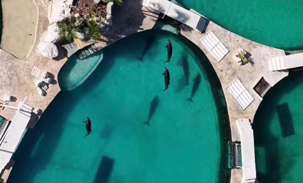 Delfinario en Quintana Roo donde permanecen ejemplares de delfines en cautiverio bajo manejo profesional.
