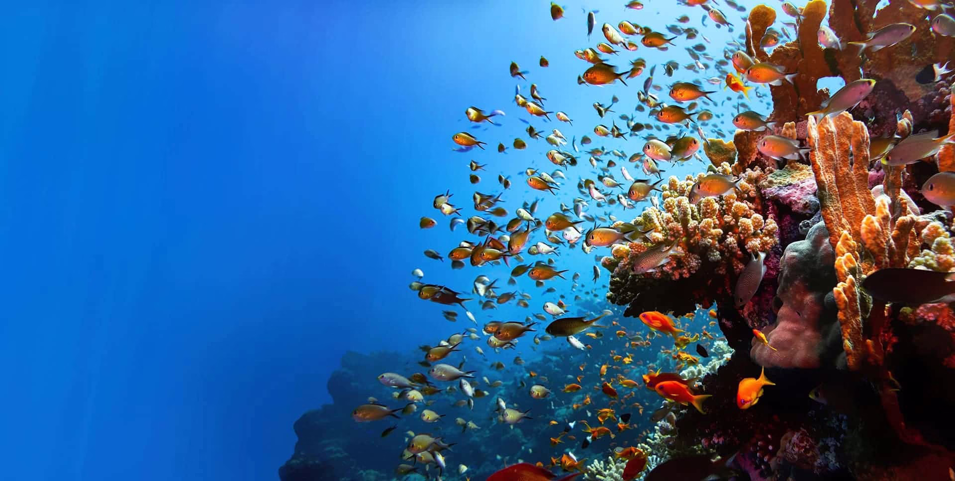 Arrecifes de Cozumel, uno de los principales atractivos del ecoturismo en Quintana Roo.