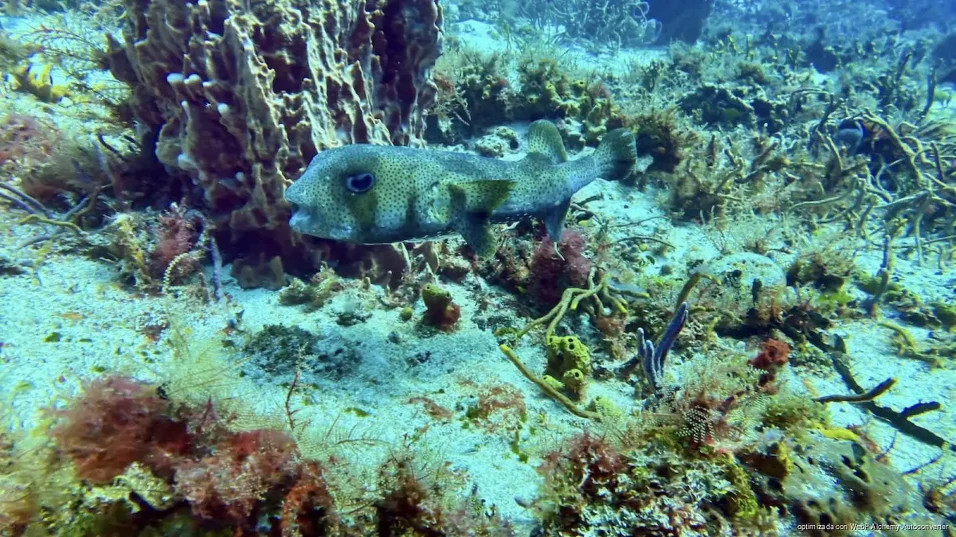Arrecife marino de Cozumel impulsa el ecoturismo