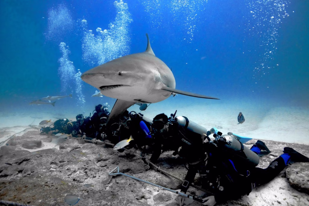 Tiburón nada cerca de un arrecife, uno de los ecosistemas donde habitan especies de tiburones en Quintana Roo