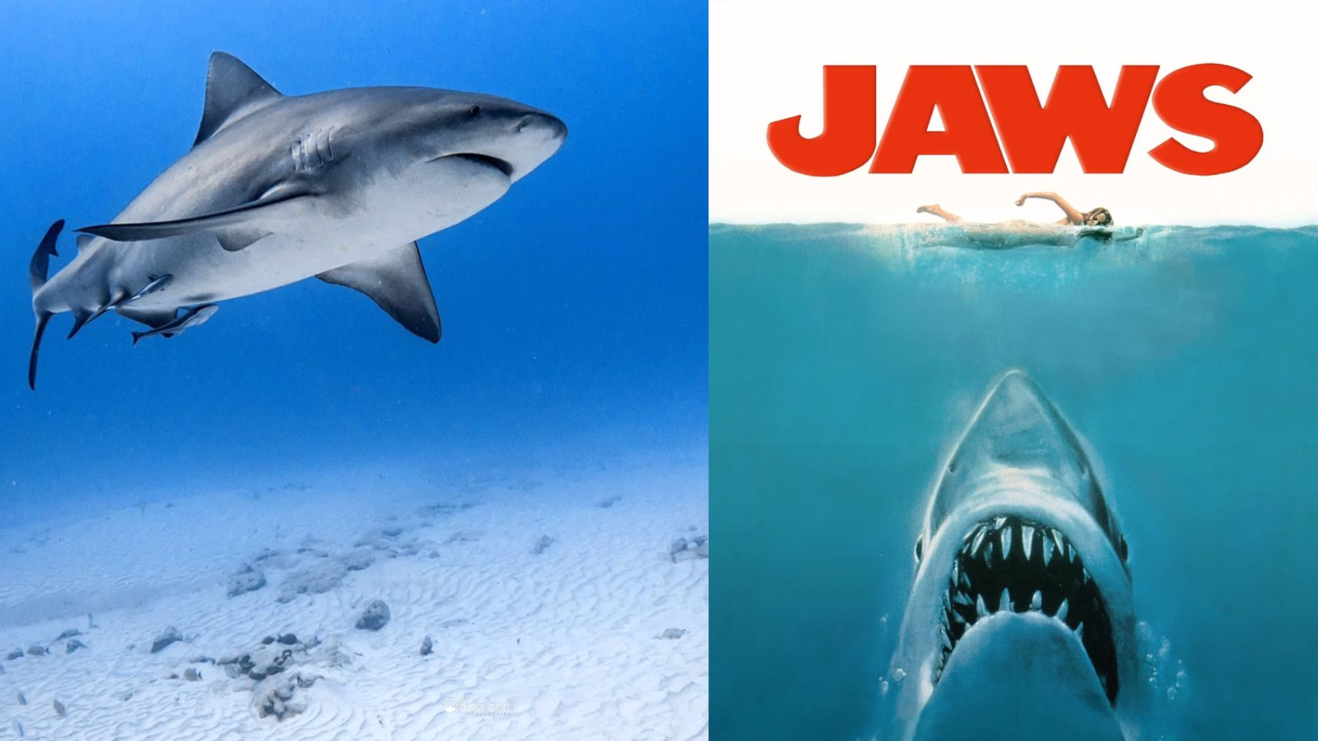 Composición sobre tiburones y Jaws, película que marcó durante décadas la percepción de estos animales