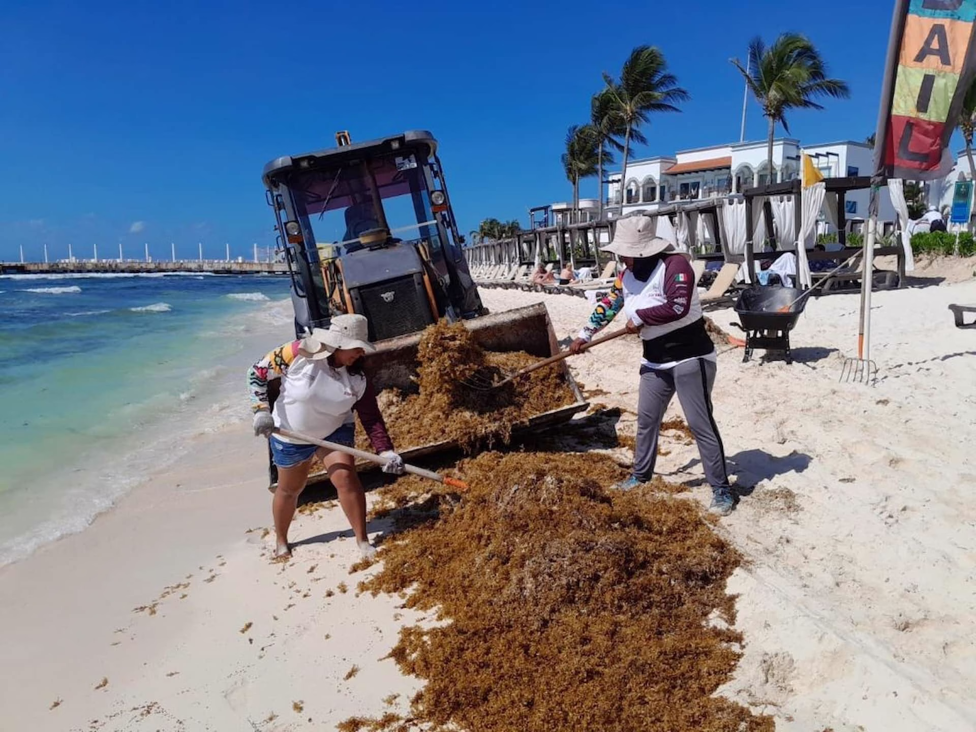 Personal retira el sargazo en Playa del Carmen para mantener limpias las playas y reducir el impacto ambiental y turístico del recale en el Caribe Mexicano.