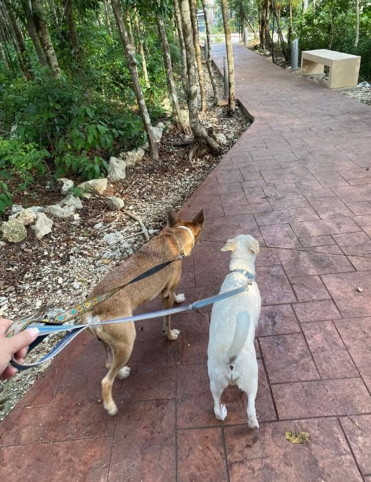 Lobito y Oso recorren un camino después de ser rescatados en Quintana Roo.