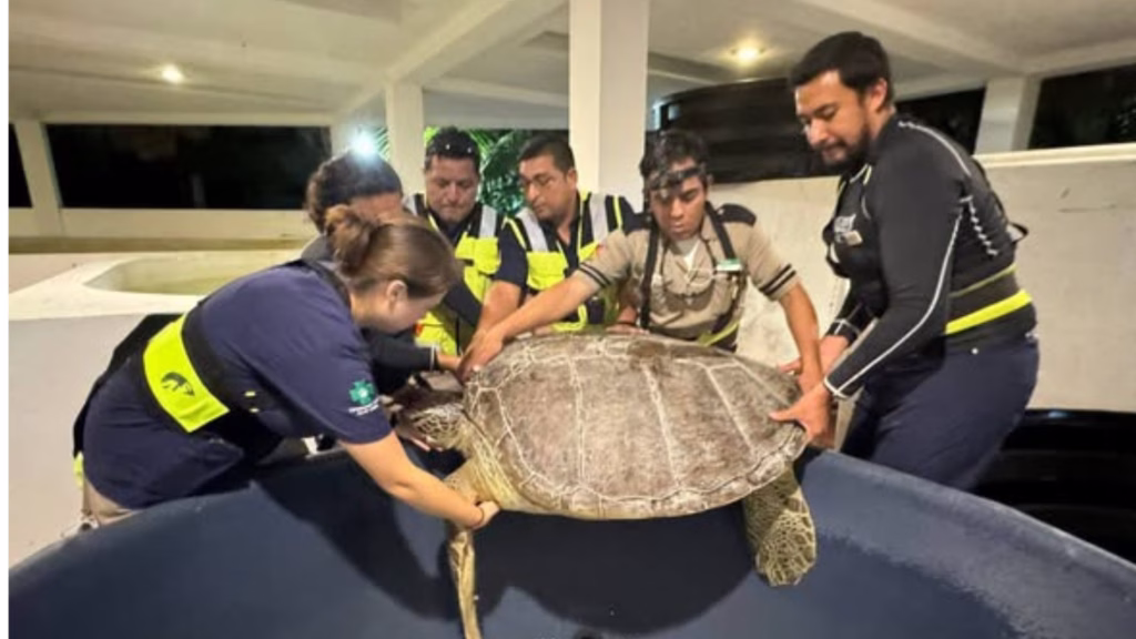 Varias personas sostienen una tortuga marina de gran tamaño dentro de un espacio cubierto. Antes de publicar debe confirmarse qué procedimiento realizaban y cuándo ocurrió.