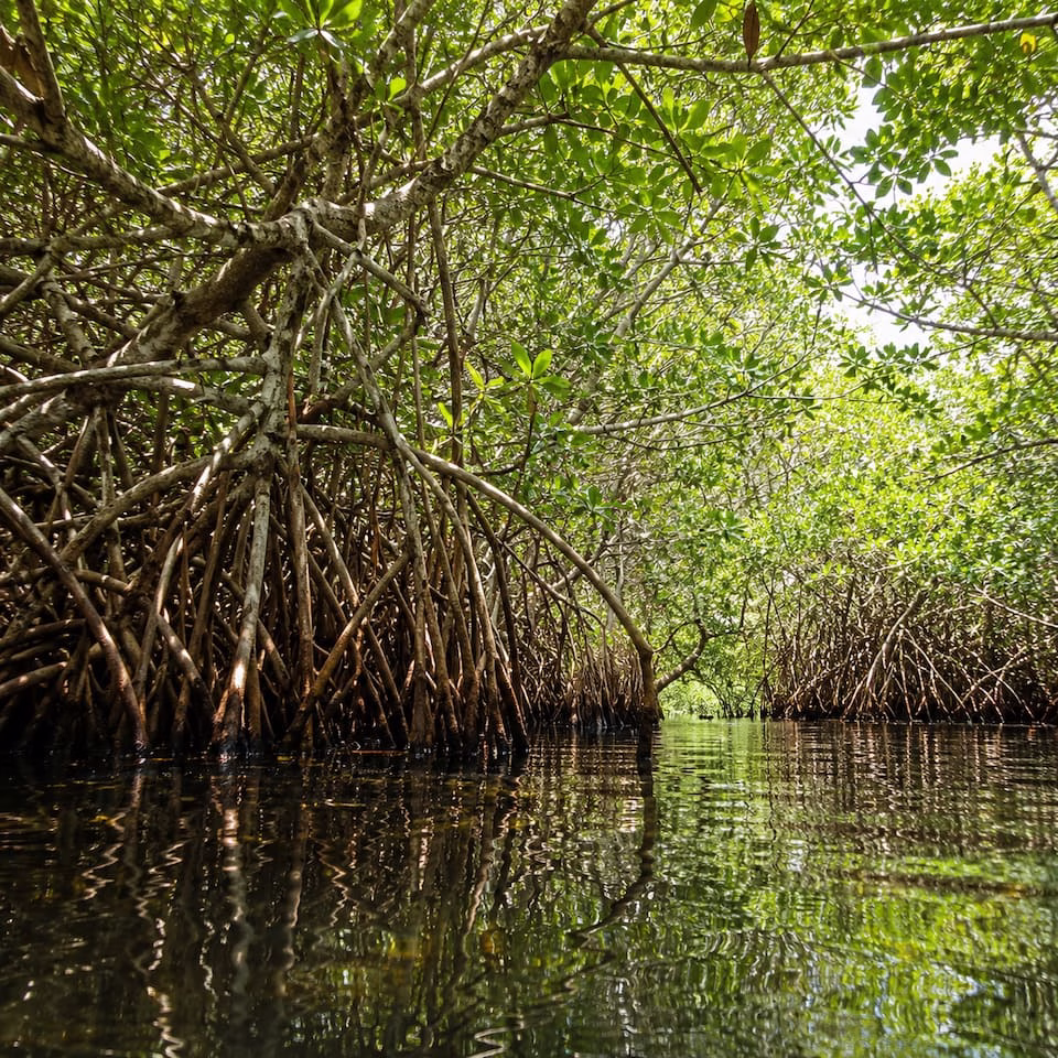 Vegetación de un manglar de Quintana Roo vistas desde el nivel del agua.