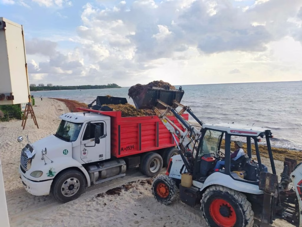 Maquinaria especializada participa en las labores de limpieza del sargazo en Playa del Carmen como parte del operativo para mantener las playas en condiciones óptimas durante la temporada de recale.