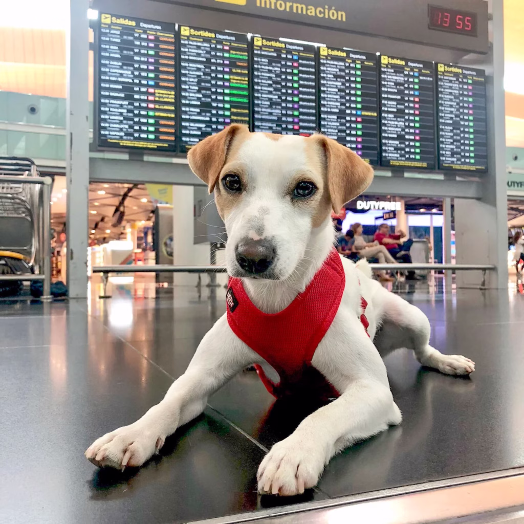 Viajar con mascotas requiere cumplir las políticas de aeropuertos, aerolíneas y espacios pet friendly en México.