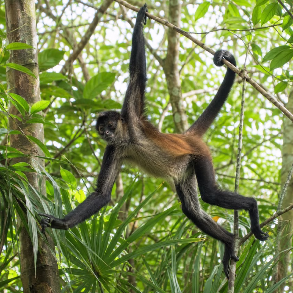 Mono araña entre la vegetación de la selva; es una de las especies en peligro del corredor Punta Venado-Paamul.