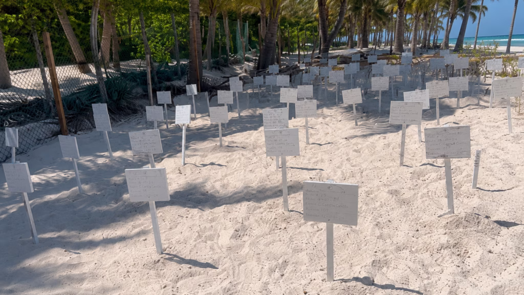 Nidos de tortuga identificados mediante señalizaciones individuales dentro de un corral en Isla Mujeres.