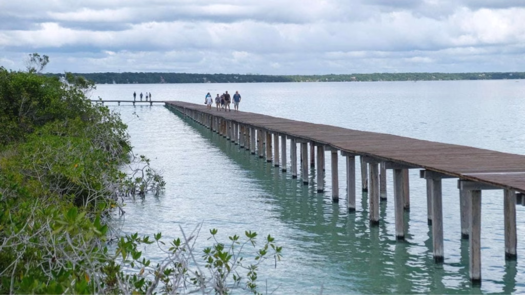 Pasarela sobre una zona de humedales y vegetación protegida en la Laguna de Bacalar.