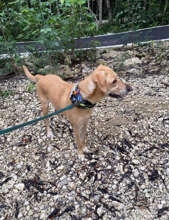 Perrita rescatada permanece bajo resguardo después de ser localizada en Quintana Roo.