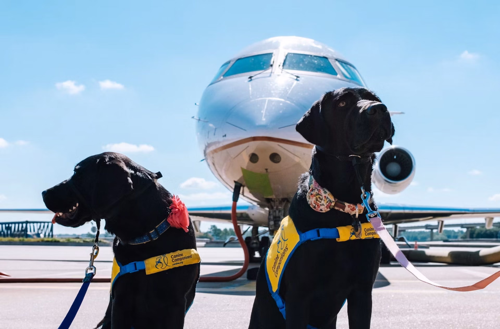 Los perros de asistencia cuentan con protección legal para ingresar a establecimientos y servicios en México.
